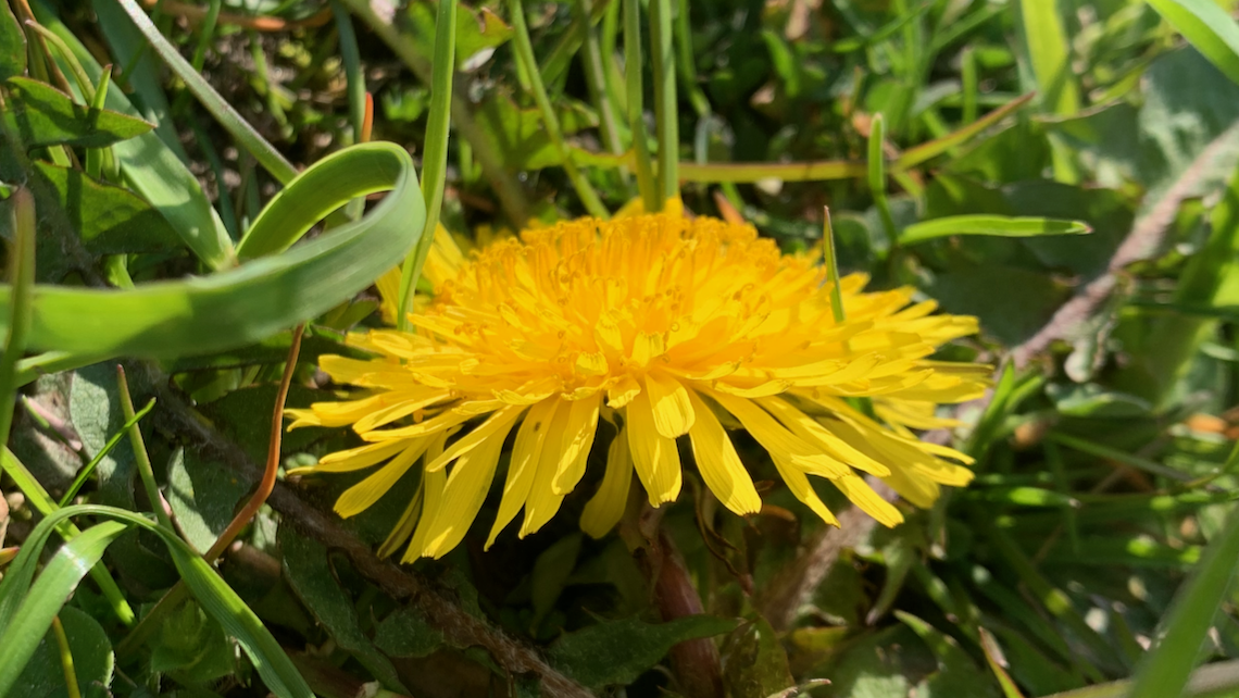 A dandelion